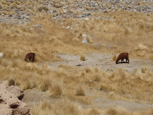 Two Lamas.